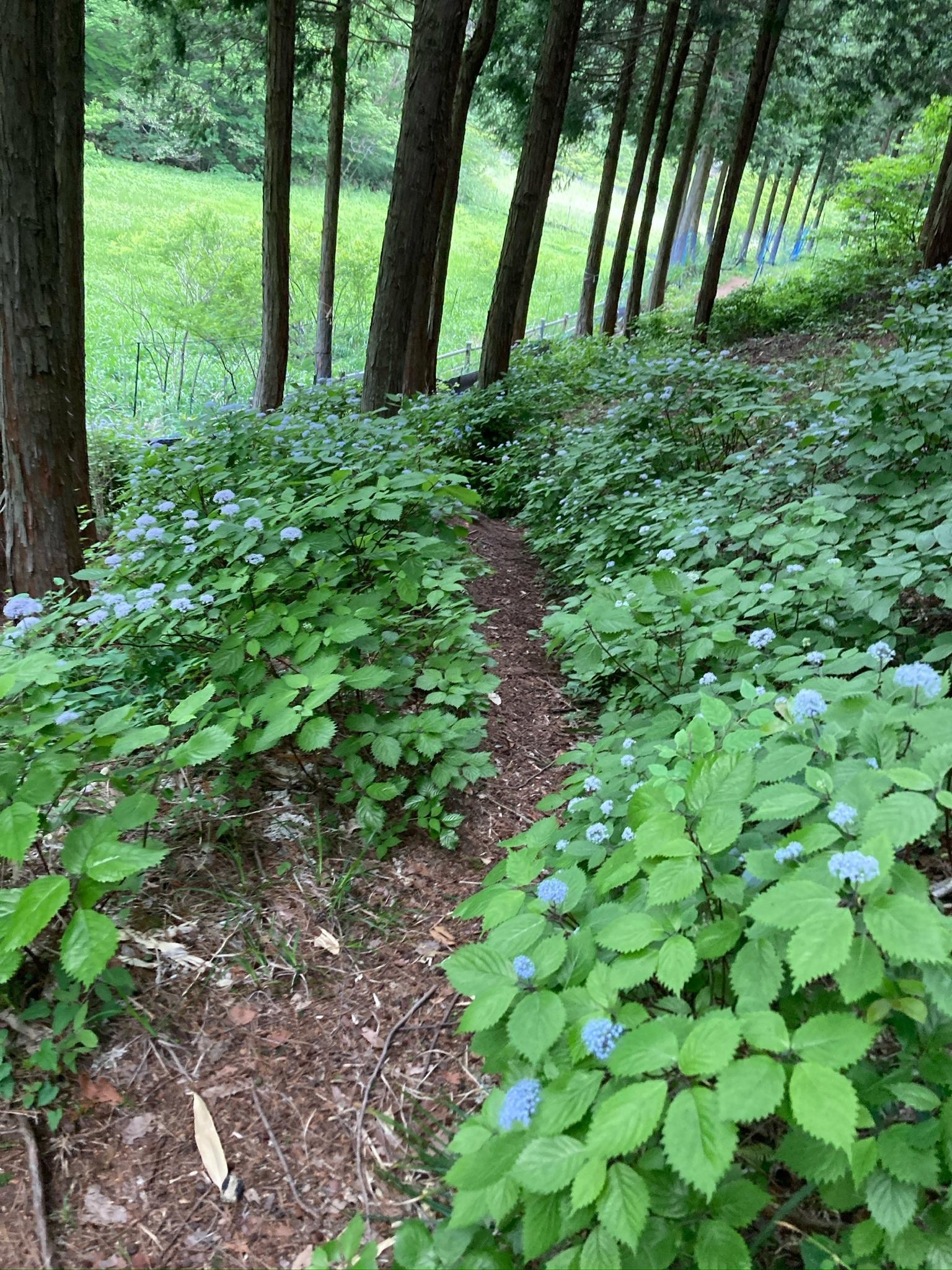 山門水源の森-2024-06-02 / トモスケさんの東ヶ谷山・山門水源の森の活動データ | YAMAP / ヤマップ