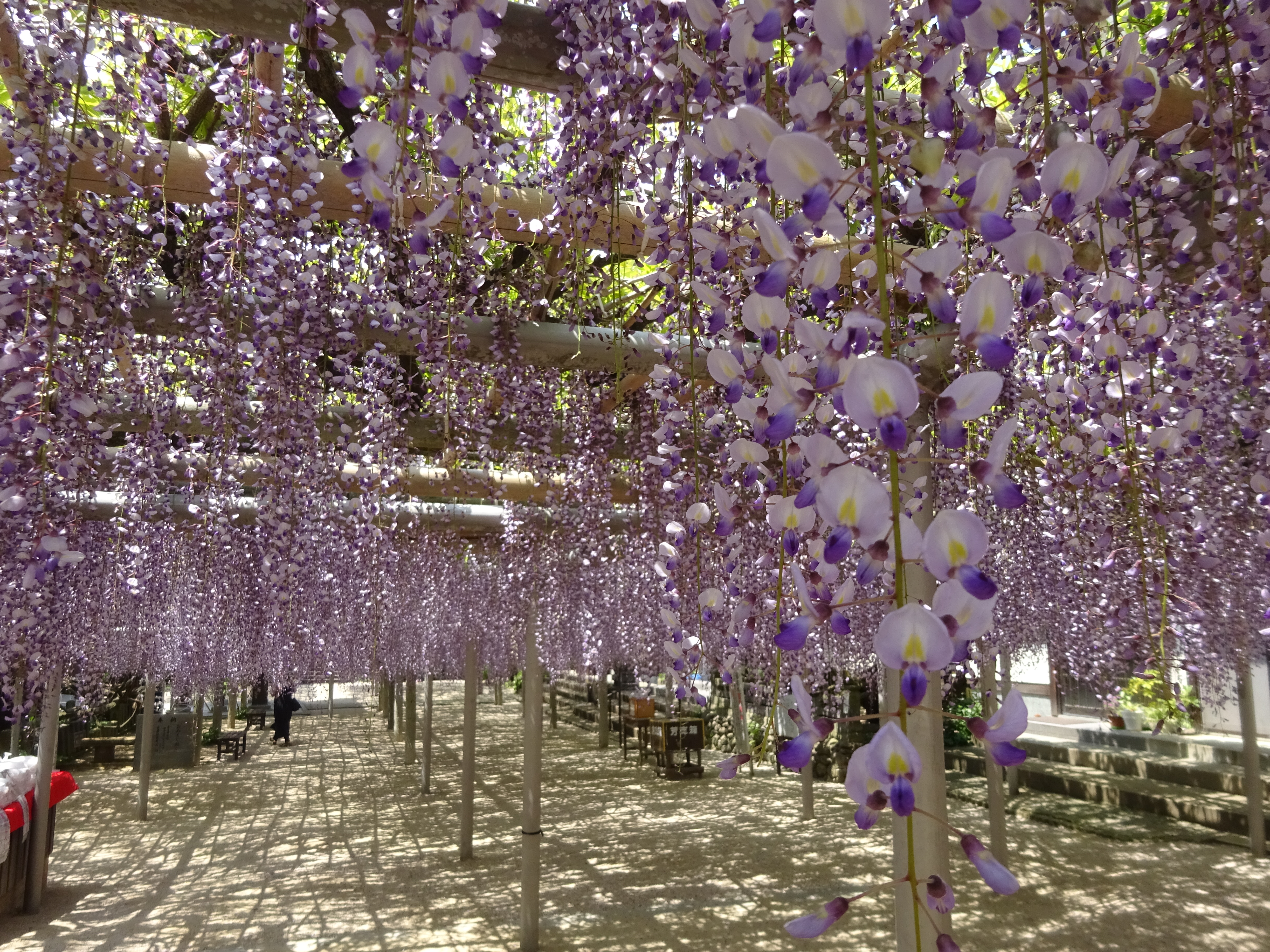 吉祥寺とその周辺buraburawalking 北九州市八幡西区香月 かずさんの北九州市 八幡西区 若松区 の活動データ Yamap ヤマップ