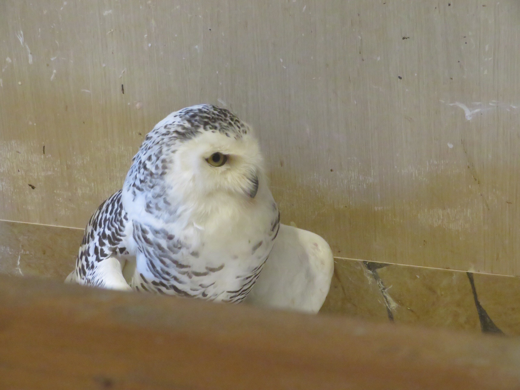 番外編 フクロウカフェ巡り Kazhiroさんの札幌市の活動日記 Yamap ヤマップ