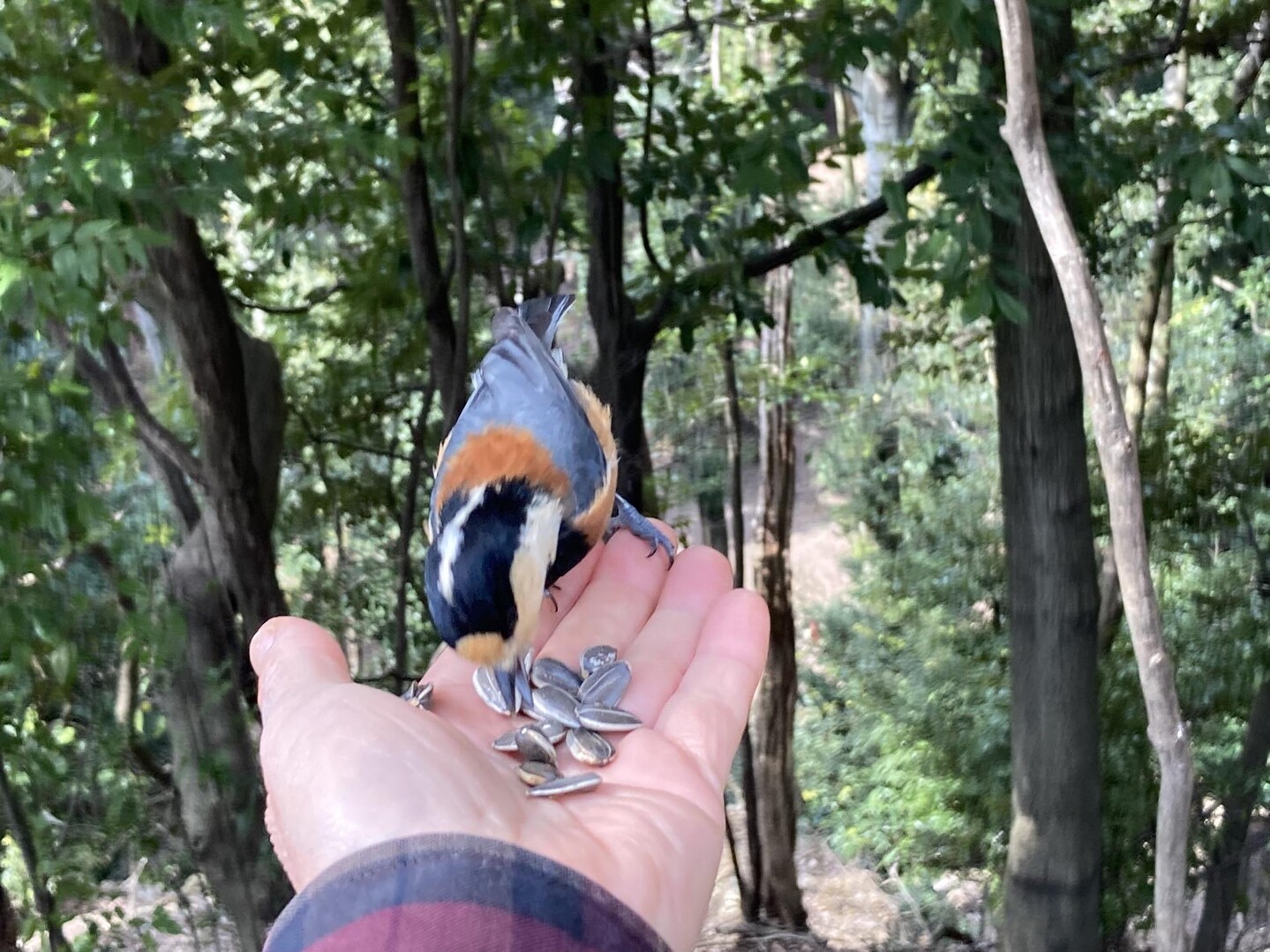 宇治の大吉山（仏徳山）にて、野鳥のヤマガ... / はた坊さんのモーメン …