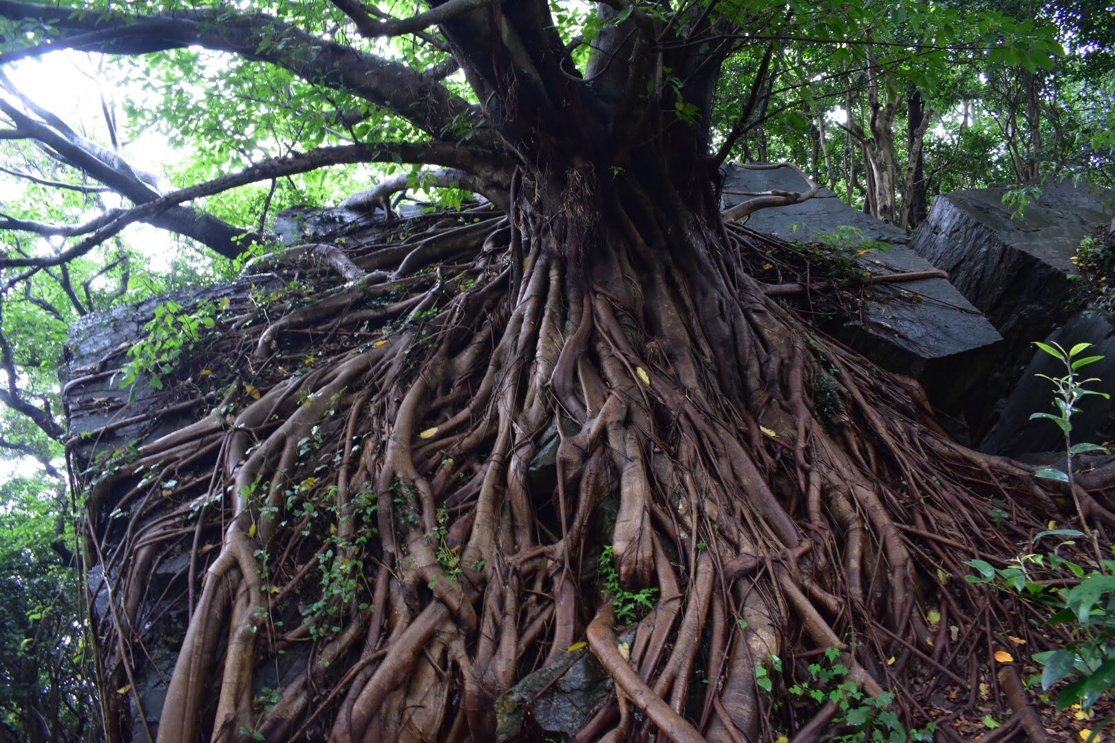 西平椿公園in天草 06 27 タッチさんの熊本市 中央 北エリアの活動データ Yamap ヤマップ