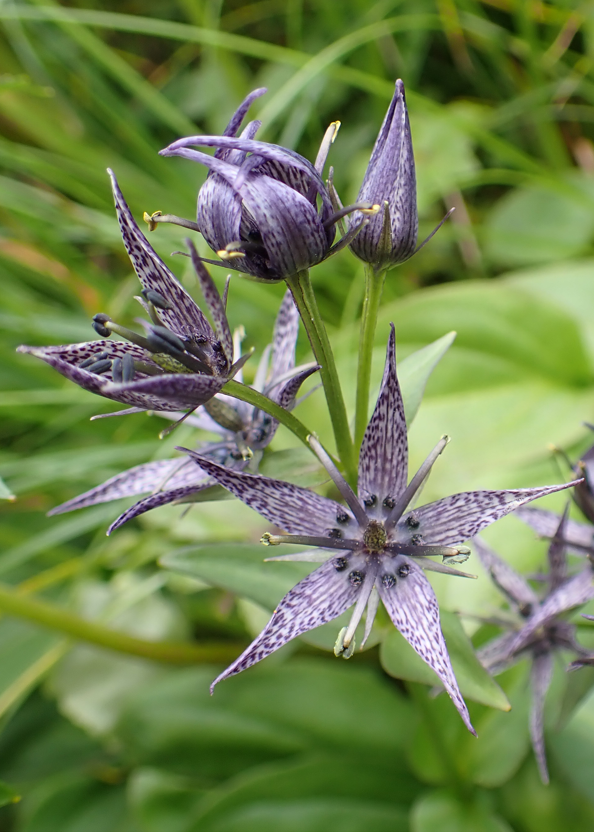 裏岩手 大深湿原の花 7 30 チョコさんの大深岳 諸桧岳 三ッ石山の活動日記 Yamap ヤマップ