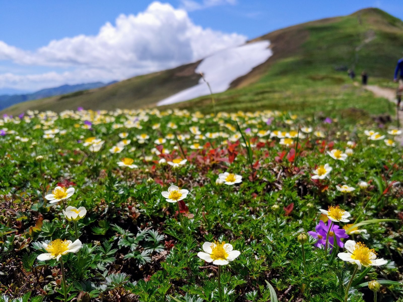 お花畑の平標山へ しろさんの仙ノ倉山 平標山 大源太山の活動データ Yamap ヤマップ