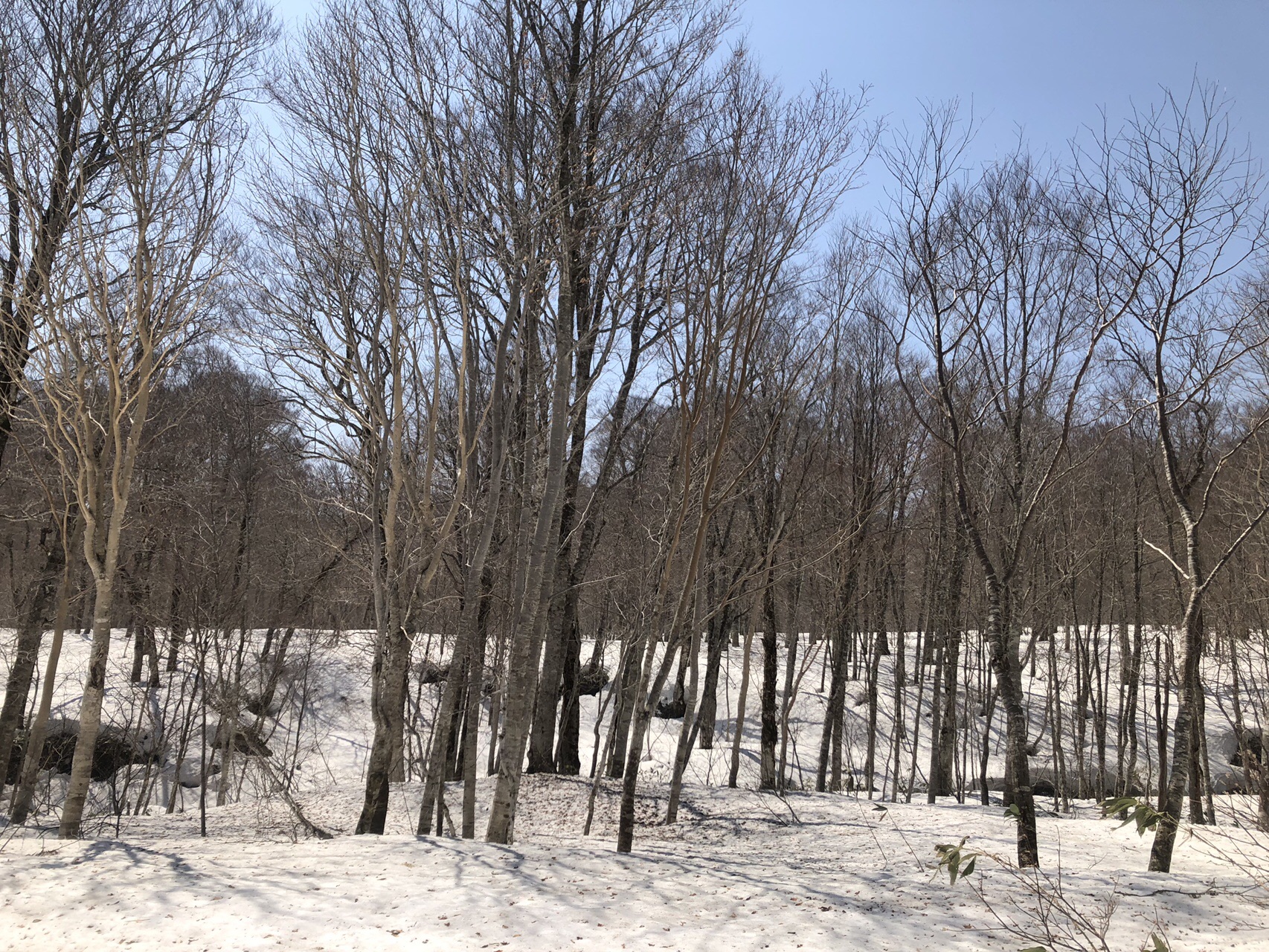 尾瀬 燧ヶ岳 05 02 まーさんの尾瀬 燧ヶ岳の活動日記 Yamap ヤマップ