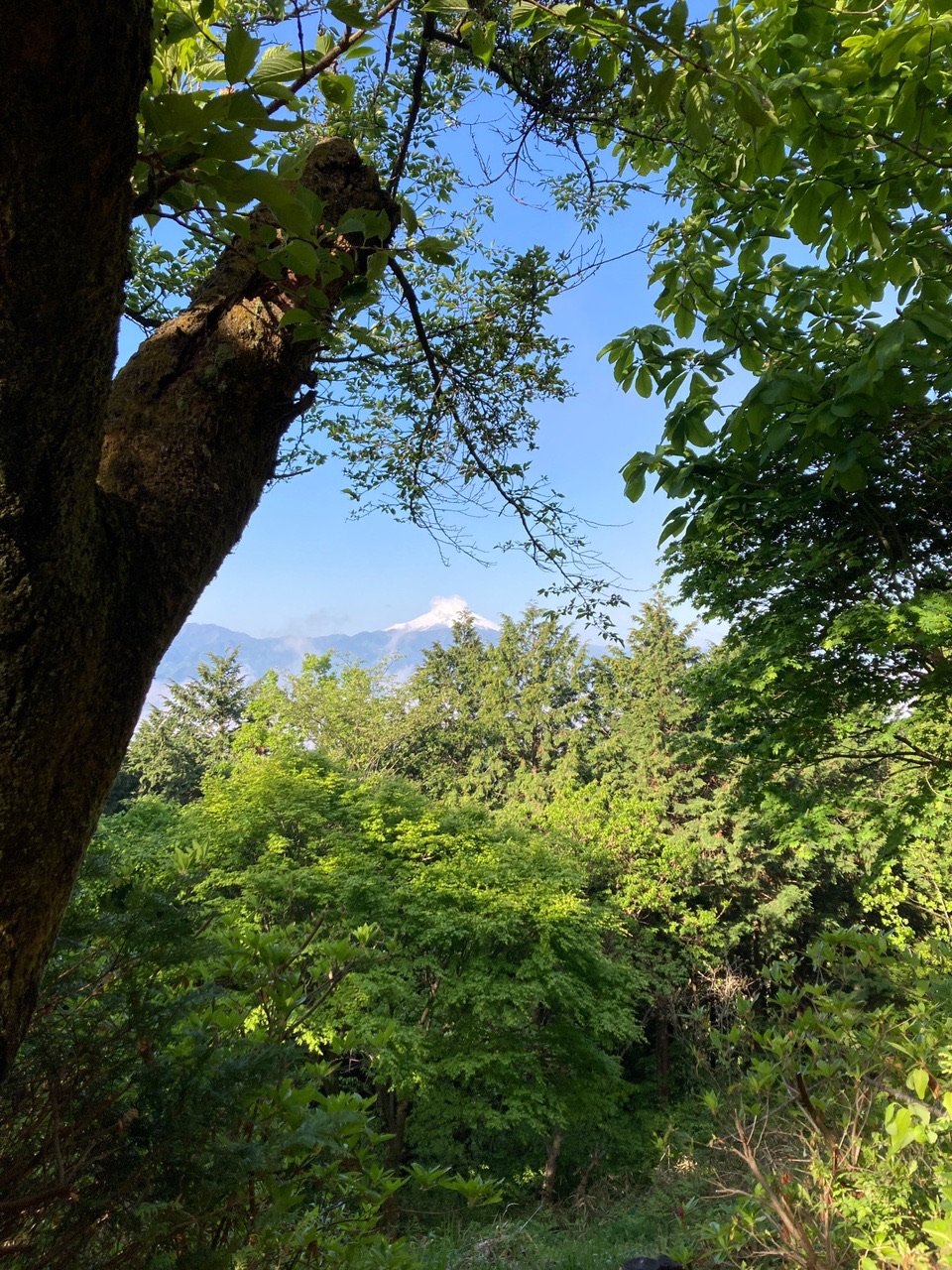 陣馬山 高尾山の縦走 Tomatoさんの高尾山 陣馬山 景信山の活動データ Yamap ヤマップ