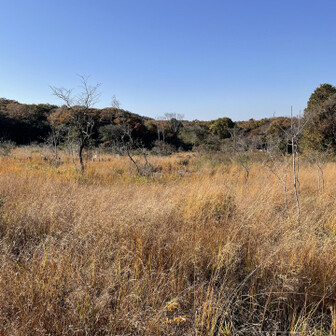 カヤの原っぱ