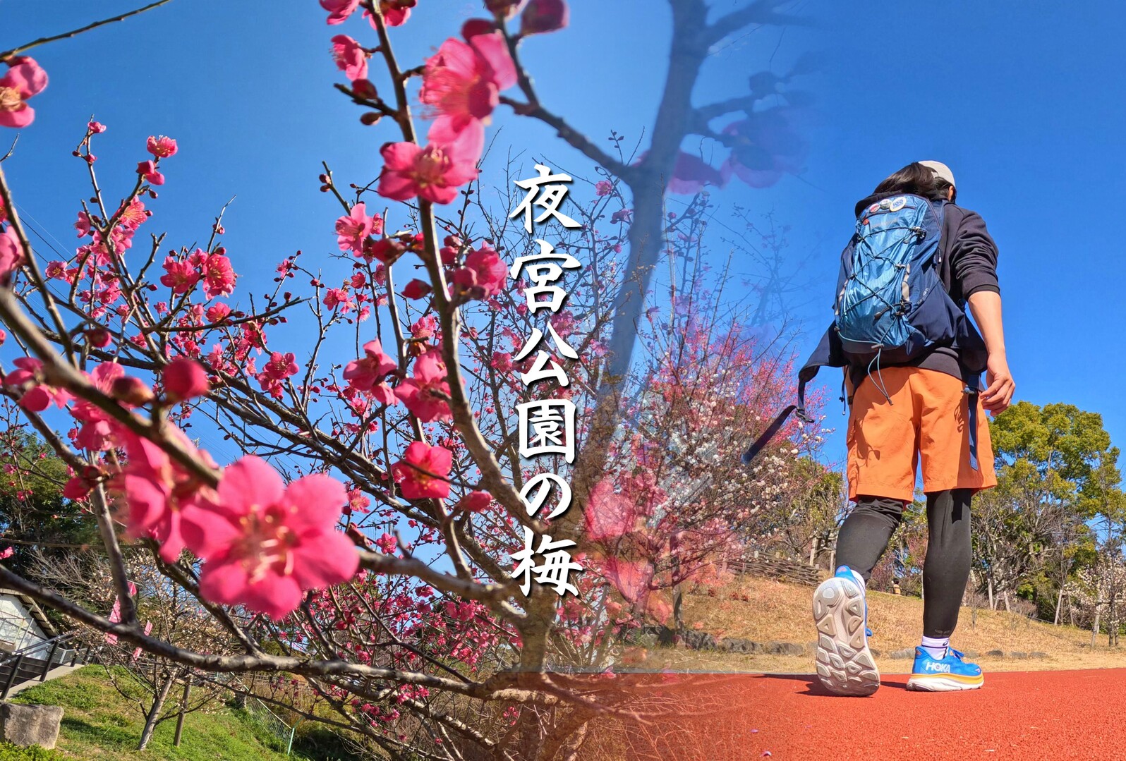 夜宮公園の梅を見てきた / KITAKYUSHU WALKERさんの北九州市（小倉北区・戸畑区・八幡東区）の活動データ YAMAP / ヤマップ