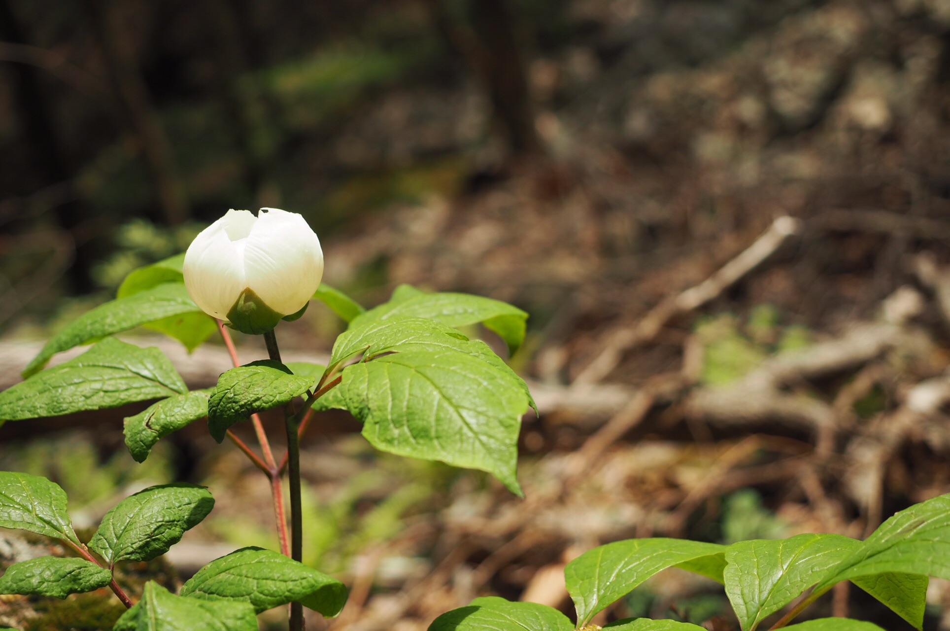 簗谷山 凛とした山芍薬とクマガイソウの群れ 19 05 06 スナフキンママさんの簗谷山の活動データ Yamap ヤマップ