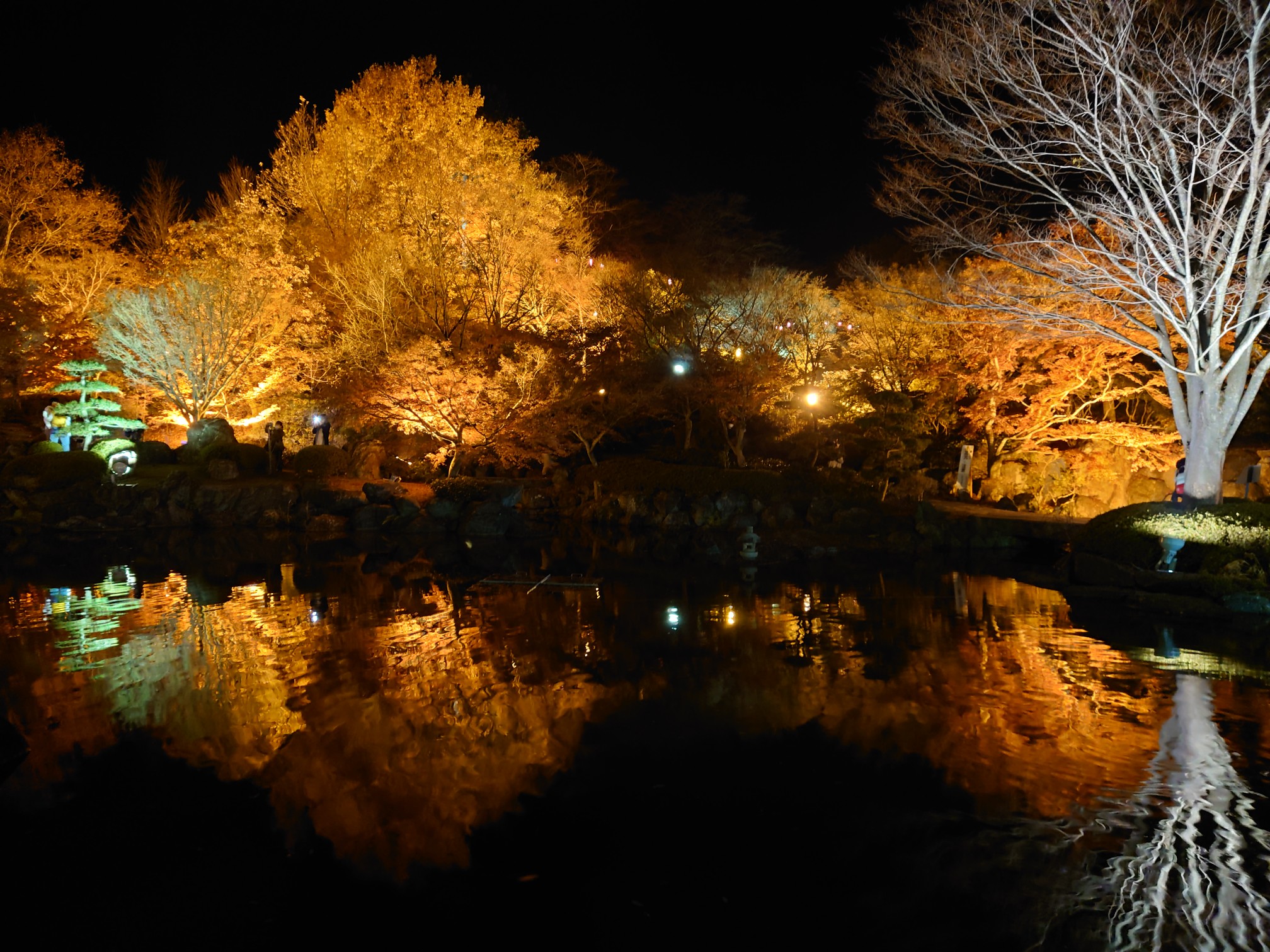 娘と写活 夜の部 ライトアップの桜山公 マロンくんさんのモーメント Yamap ヤマップ