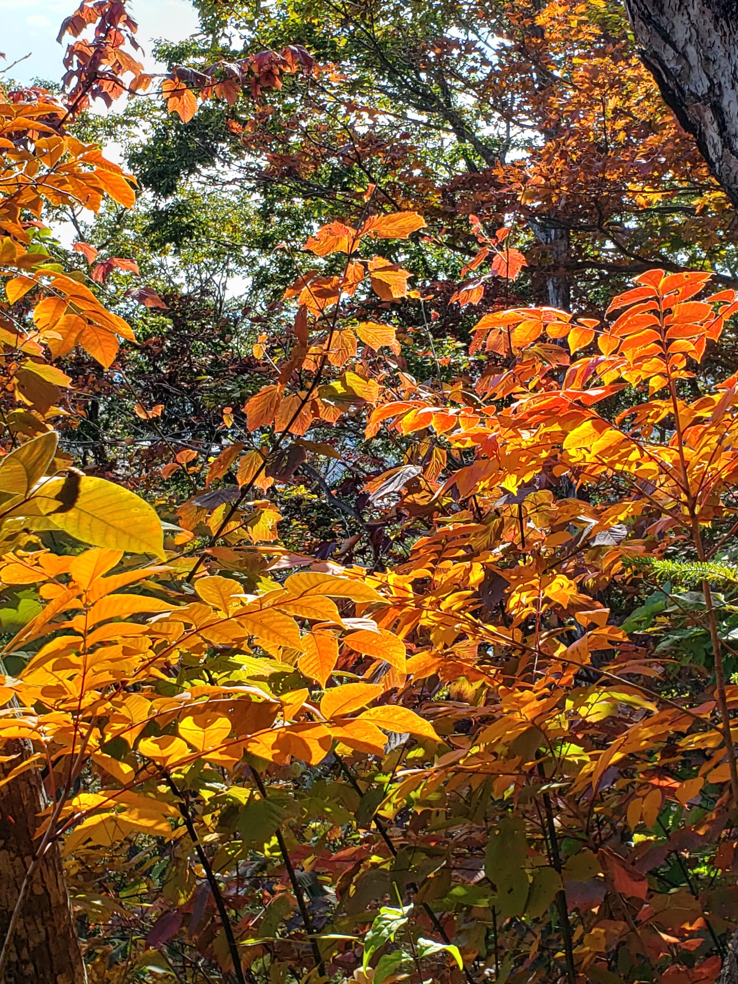 山採りウリハダカエデ