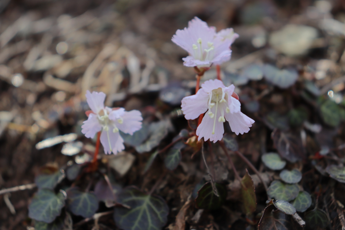 笠山 イワウチワを見に Nabe Kumaさんの堂平山 笠山 乳房山 大霧山の活動データ Yamap ヤマップ