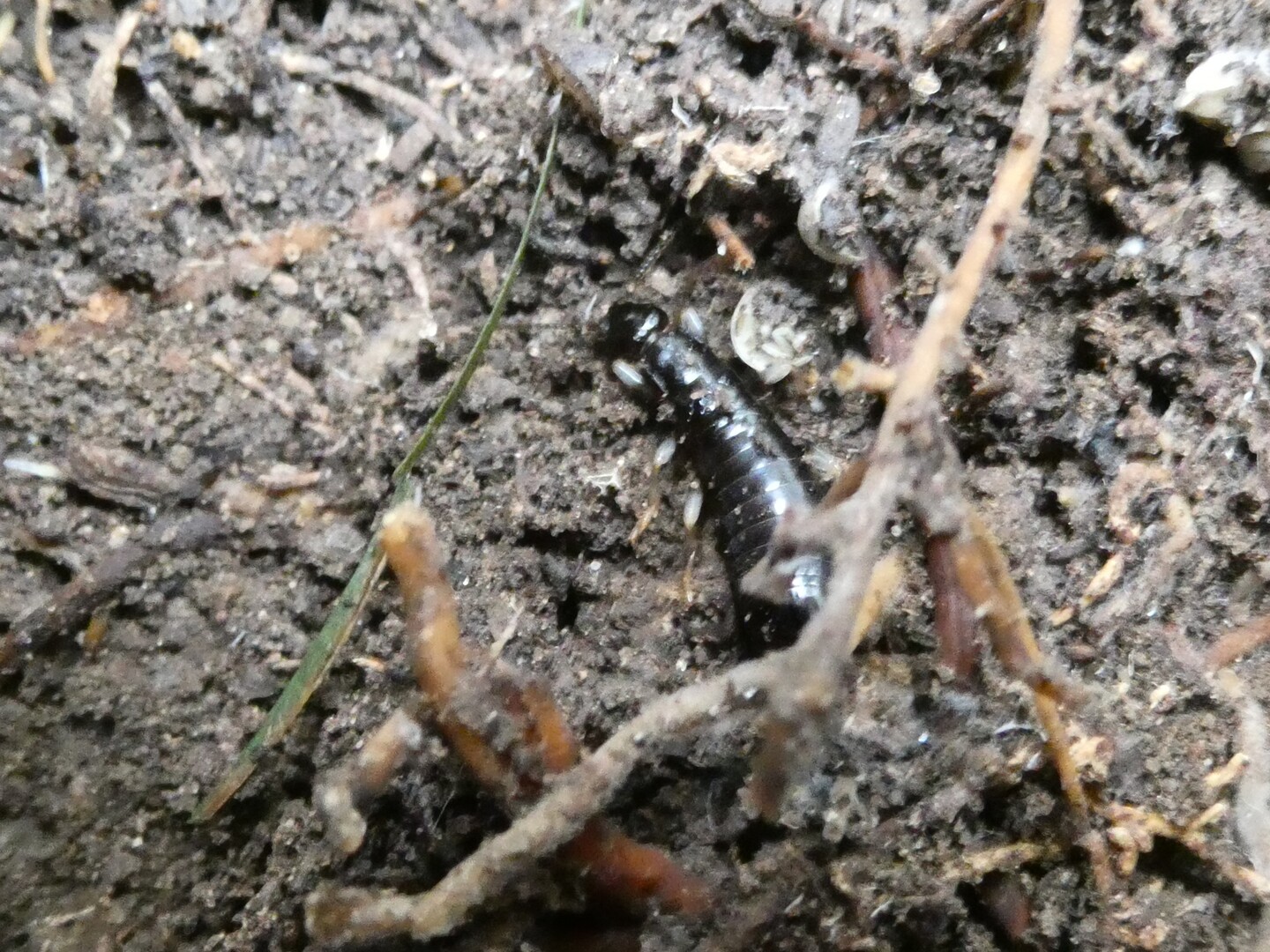 高雄山にガロアムシを探しに Toshiyaさんの太宰府市の活動日記 Yamap ヤマップ