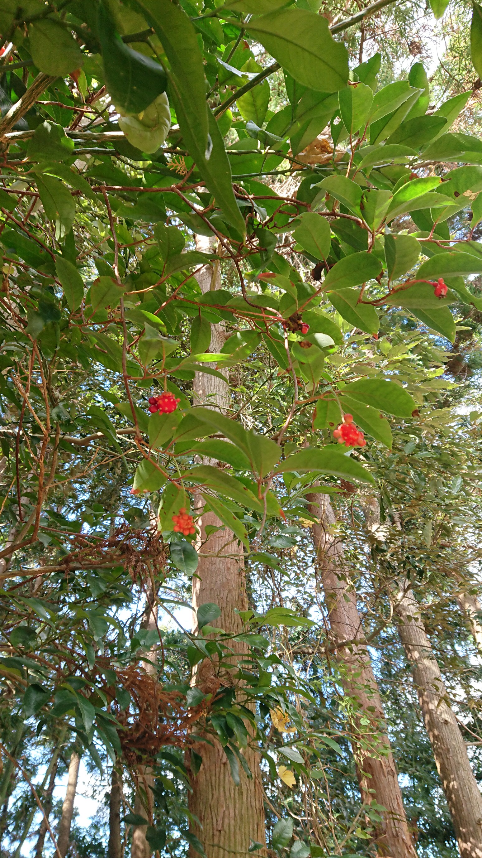 サネカズラ 花言葉 再開 好機をつか ぷっくりあっきーさんのモーメント Yamap ヤマップ