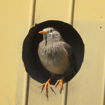 チェーンスパイクの試し履き 赤城山 Mickey さんの赤城山 黒檜山 荒山の活動データ Yamap ヤマップ