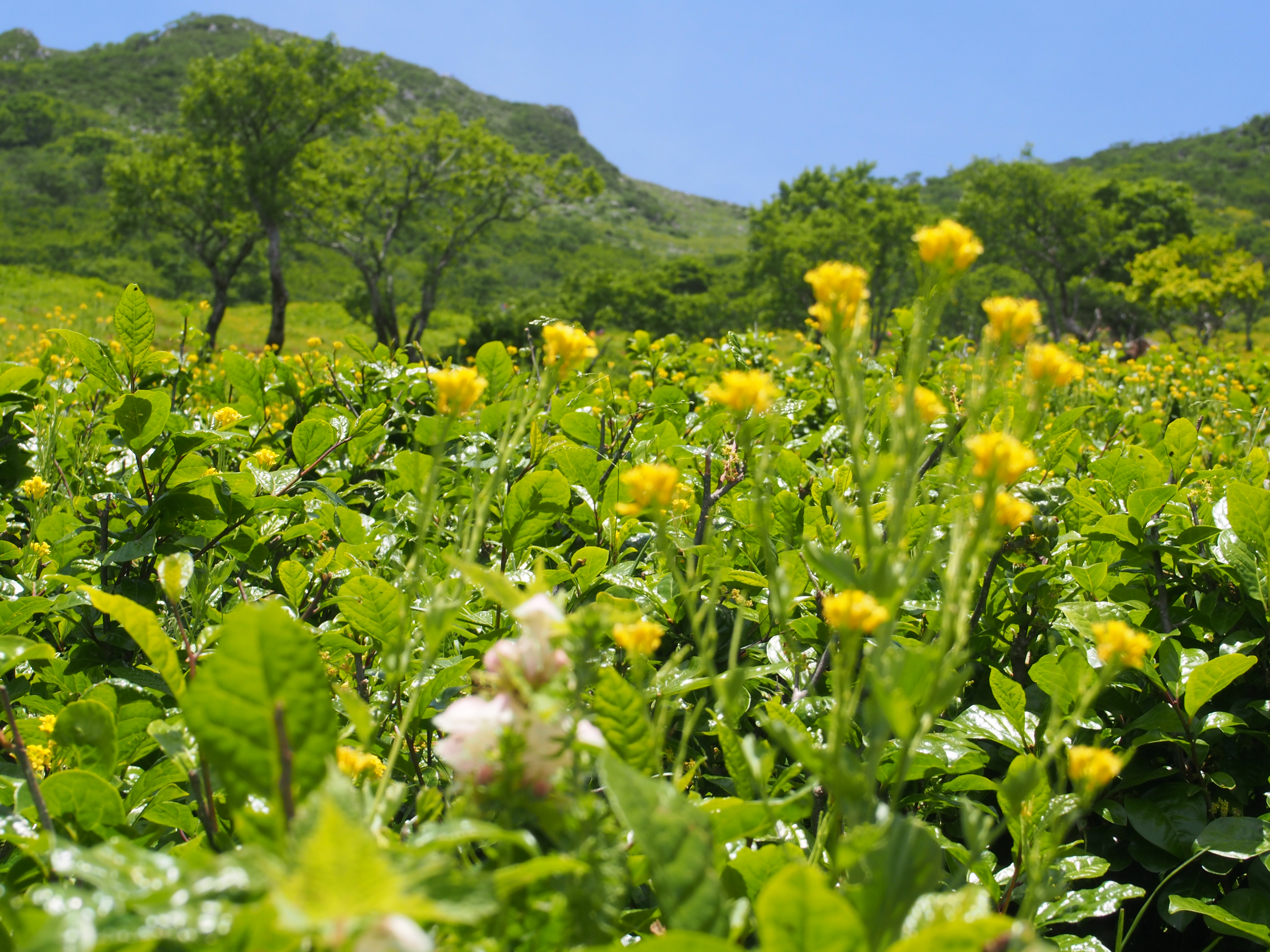 伊吹山 まだ春の花 19 06 01 Mellさんの伊吹山 伊吹高原 御座峰の活動日記 Yamap ヤマップ
