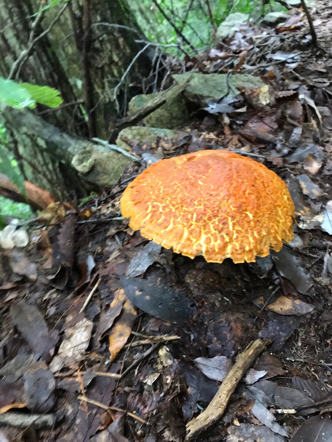 キャンプで登山 寂地峡キャンプ場 07 15 やまねこラチャ さんの小五郎山の活動データ Yamap ヤマップ
