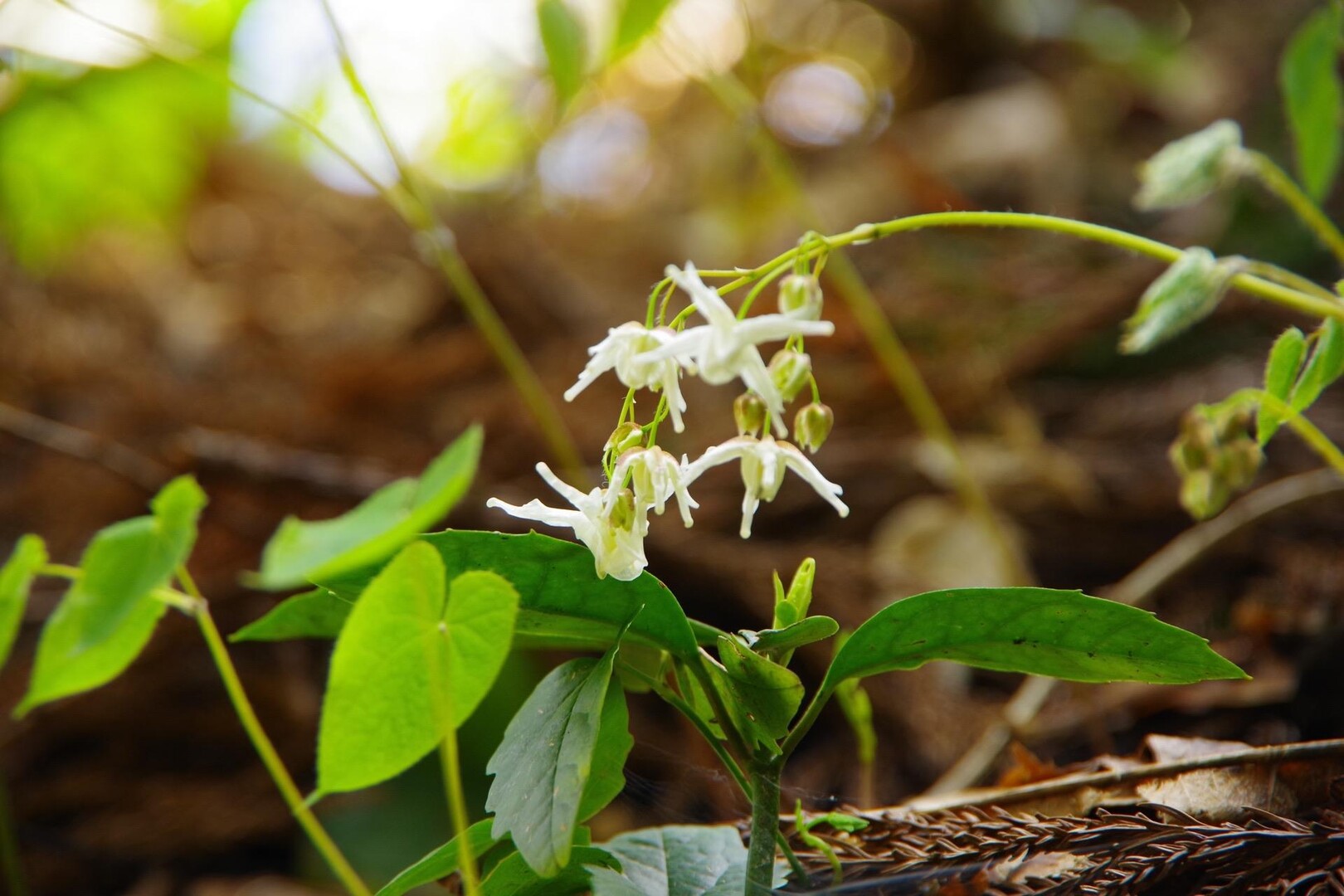 高内山 / AAAさんの柏崎市の活動データ YAMAP / ヤマップ