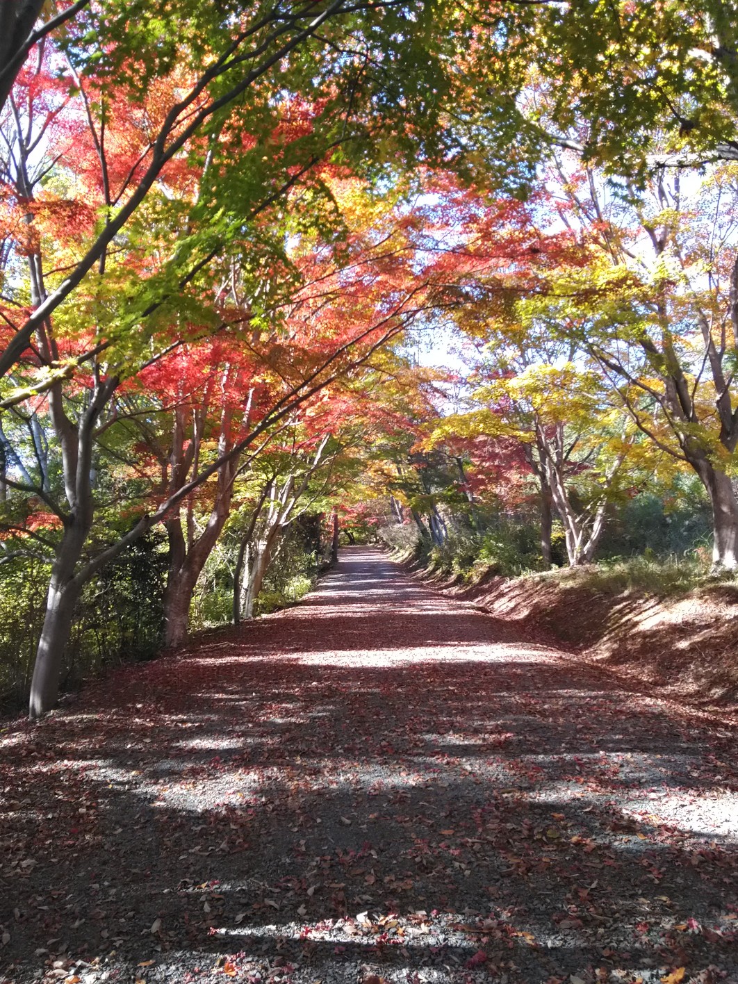 紅葉刈りを兼ねて 小木津山自然公園とその周辺の散策 Mac Nyamin さんの日立アルプストレイル 神峯山の活動データ Yamap ヤマップ