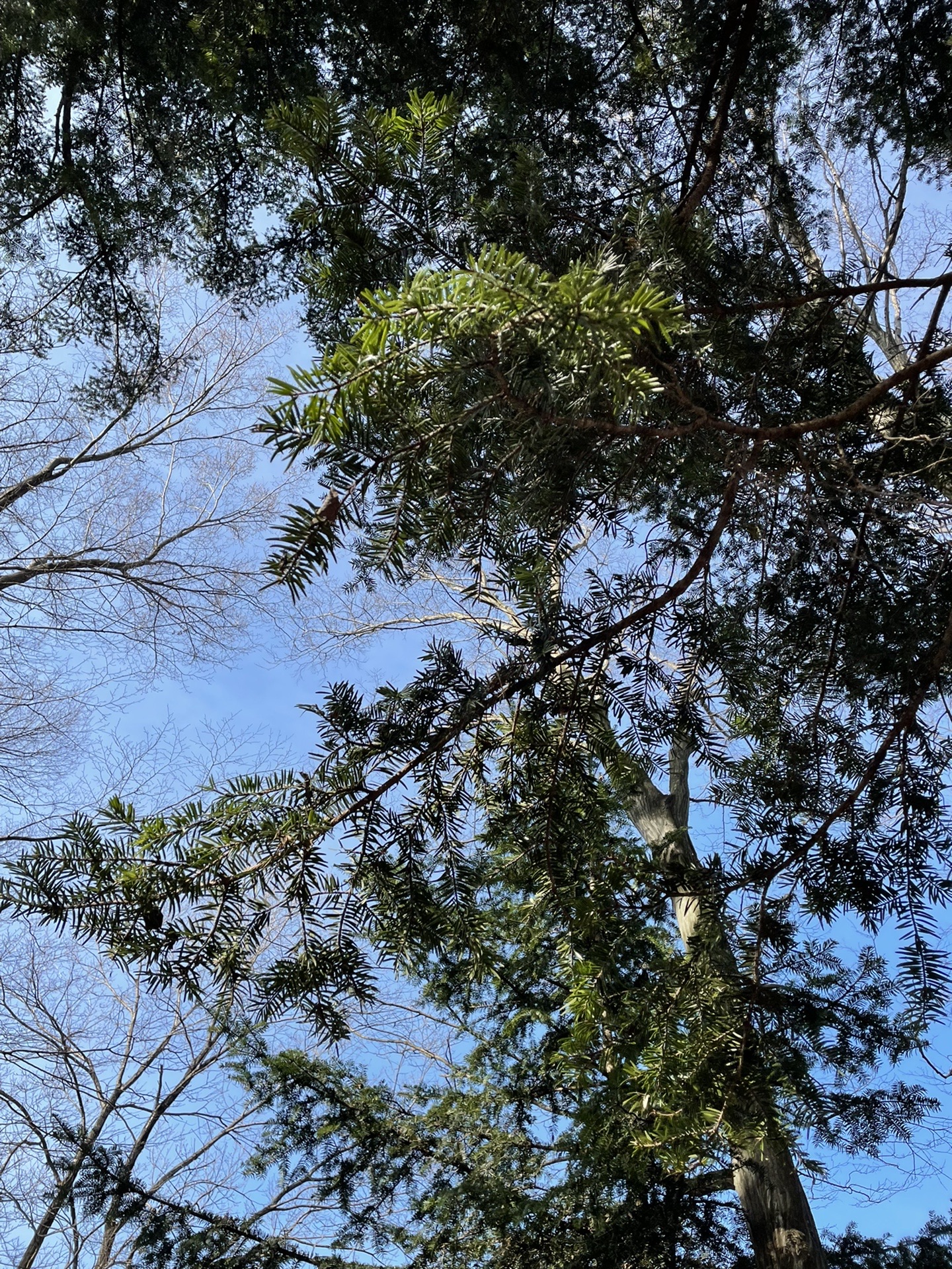 仏果山 高取山 半原高取山 Kikuさんの大山の活動日記 Yamap ヤマップ