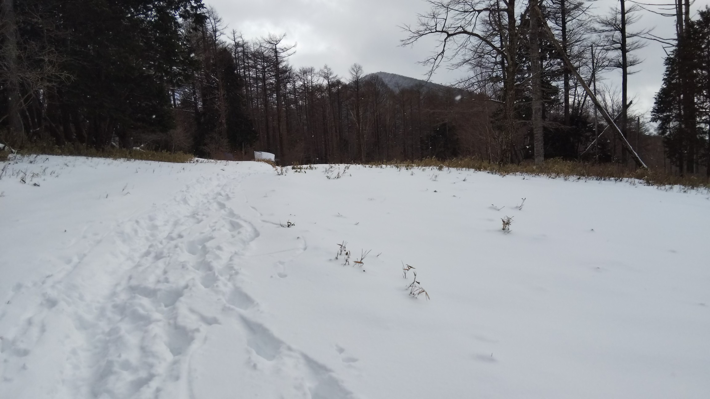 旧スキー場トップ～エーデルワイススキー場の枯木沼からの足跡が沢山ありました。
奥に鶏頂山が見えて来ました～♪