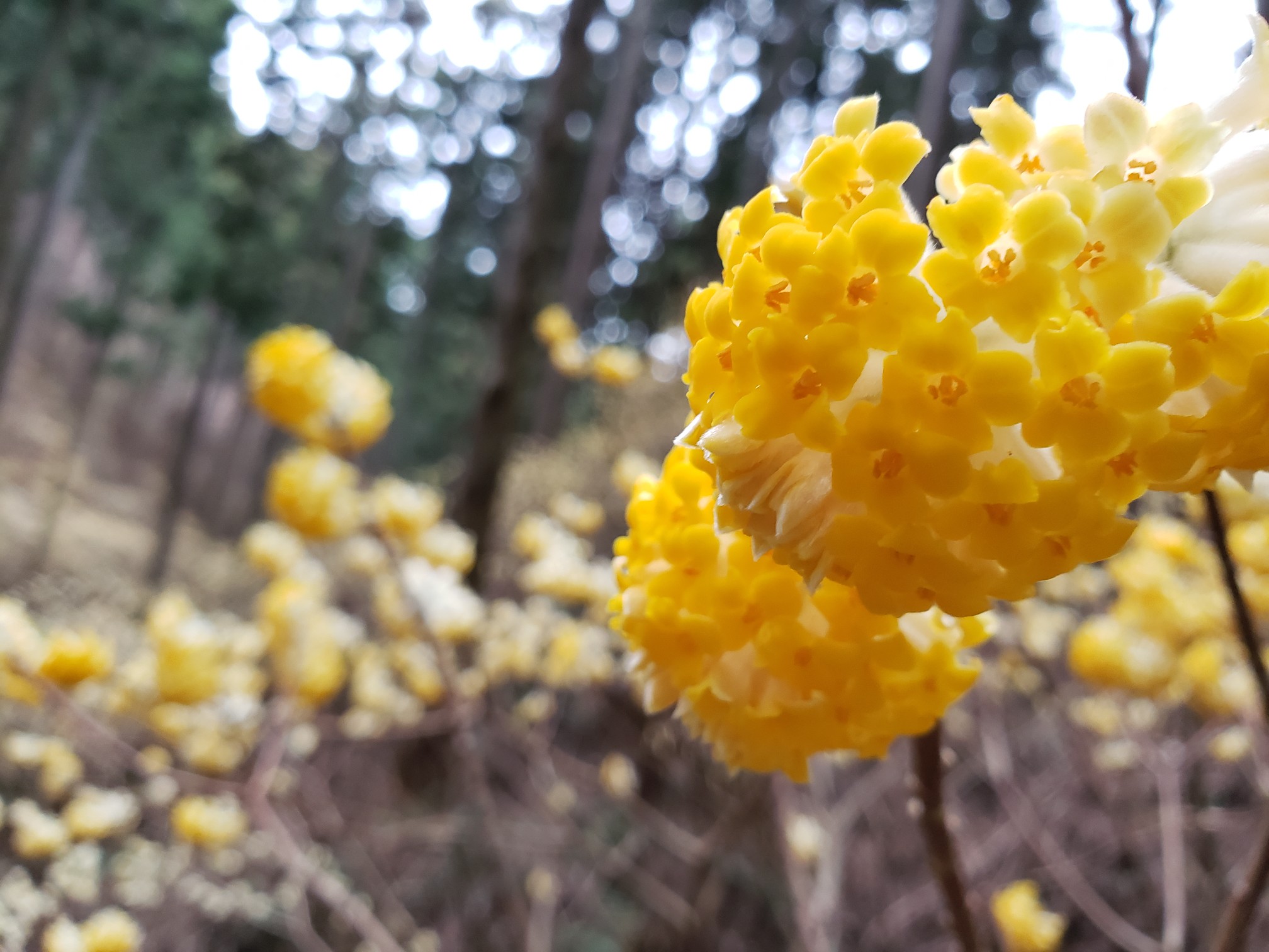 ミッション ミツマタの香りを知る ー 鶏足山 焼森山 さとやーんさんの焼森山 鶏足山の活動データ Yamap ヤマップ