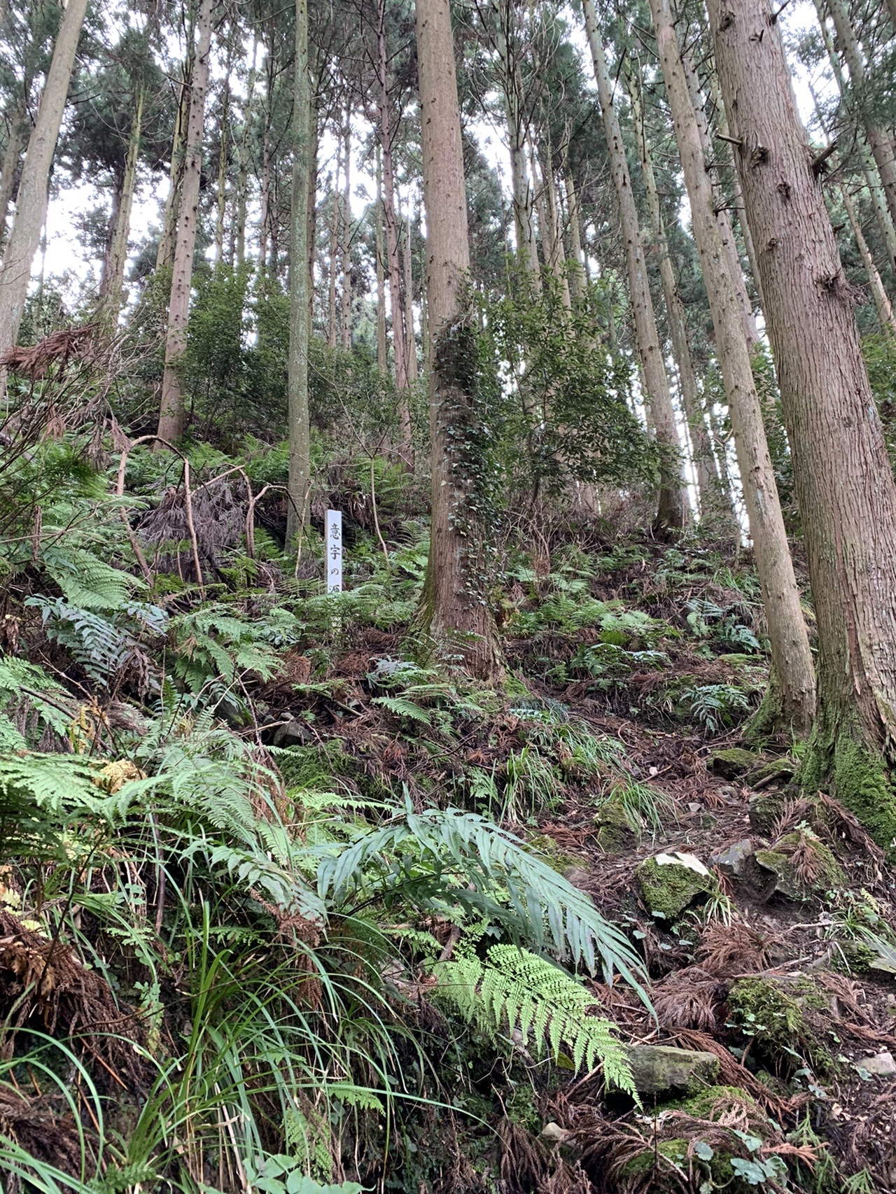 天狗山 熊野大社の元宮の山 Junjunさんの松江市の活動日記 Yamap ヤマップ