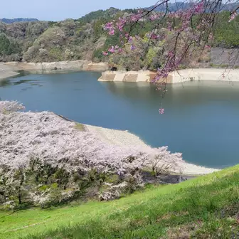 城山湖畔の桜も満開でした🌸