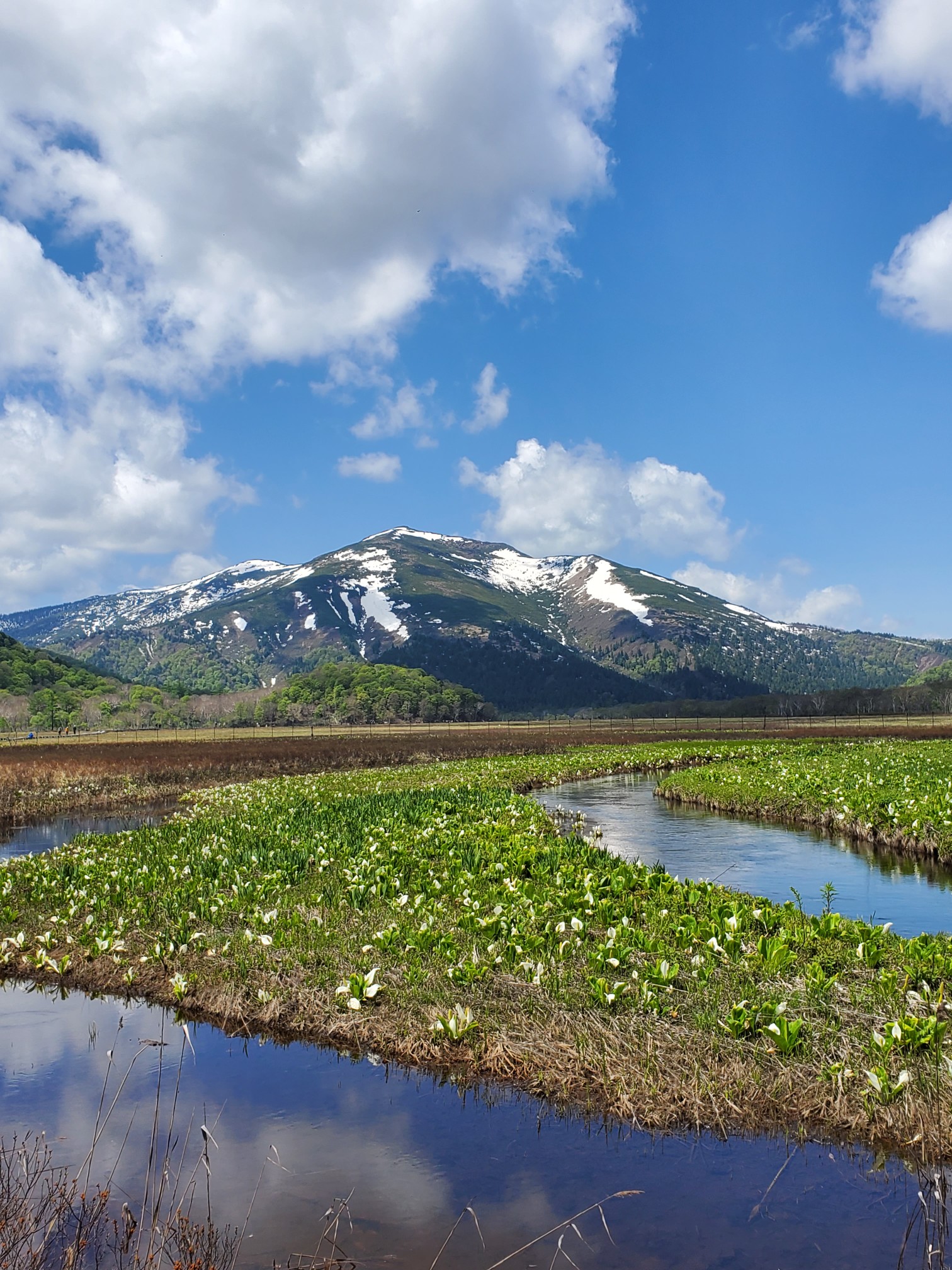 水芭蕉のシーズン 尾瀬ヶ原 鳩待峠 龍宮小屋をピストン 21 05 29 O K Aさんの尾瀬 燧ヶ岳の活動データ Yamap ヤマップ