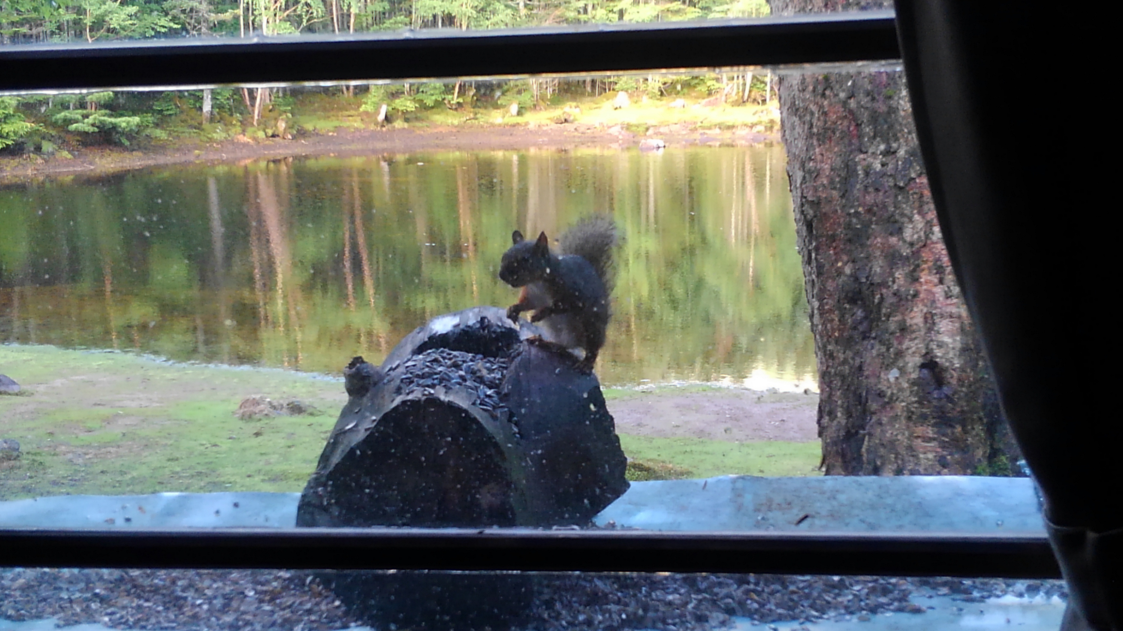 北八ヶ岳 にゅう しらびそ小屋 ハムさんの八ヶ岳 赤岳 硫黄岳 天狗岳 の活動データ Yamap ヤマップ