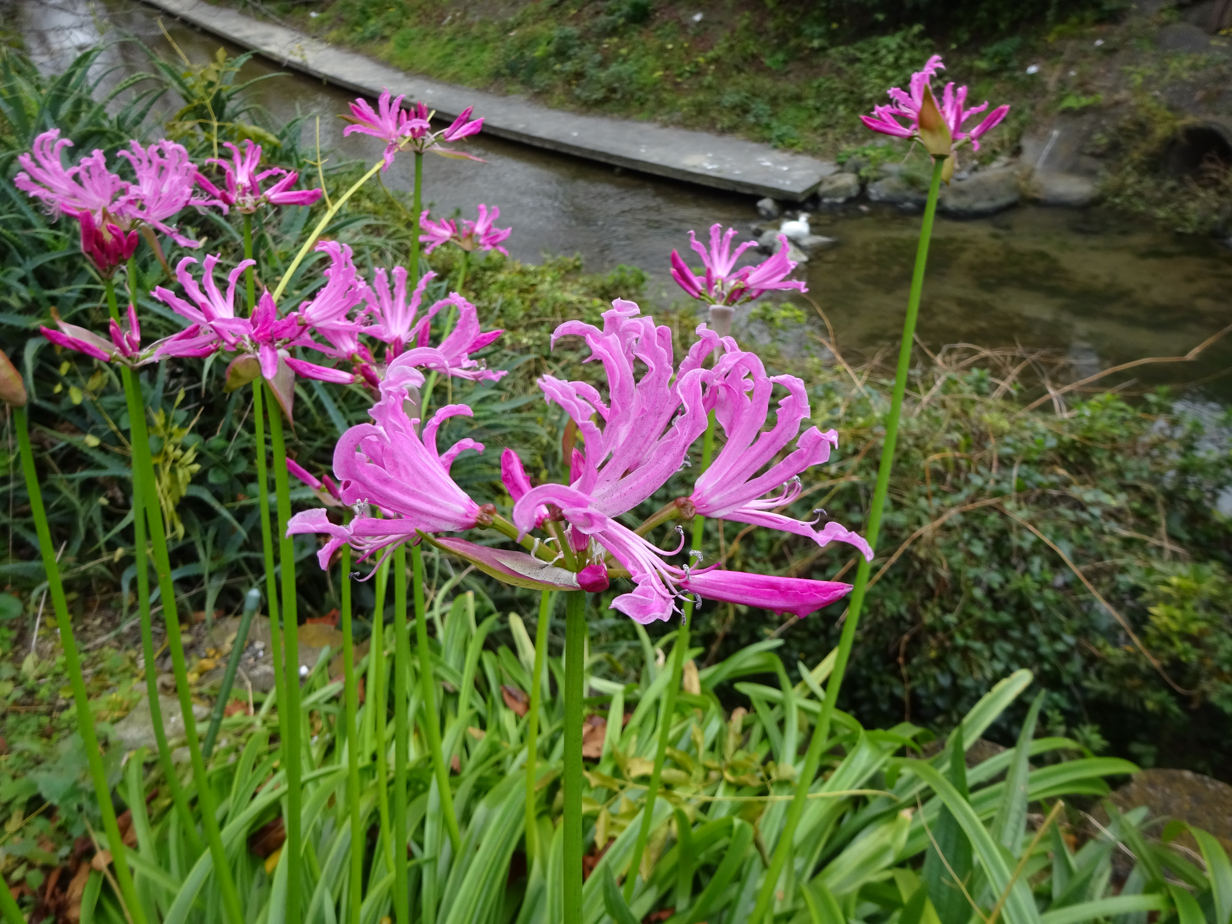 師走の多摩川 二ヶ領用水へ ずおずおむさんの北多摩の活動日記 Yamap ヤマップ