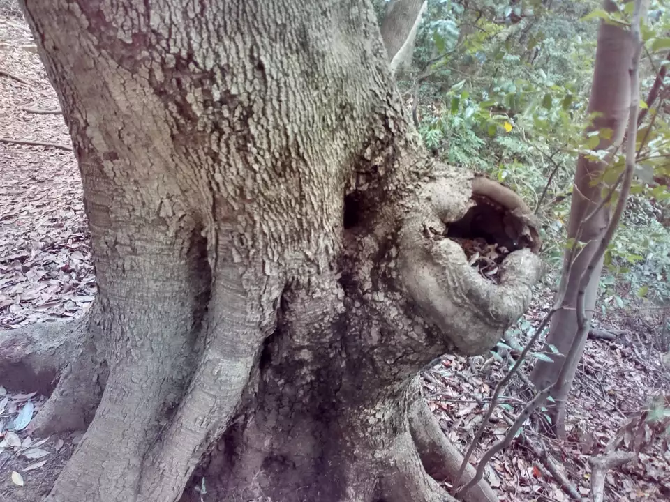 巨木を守ること ネギの神様さんの立花山 三日月山 城ノ越山の活動日記 Yamap ヤマップ