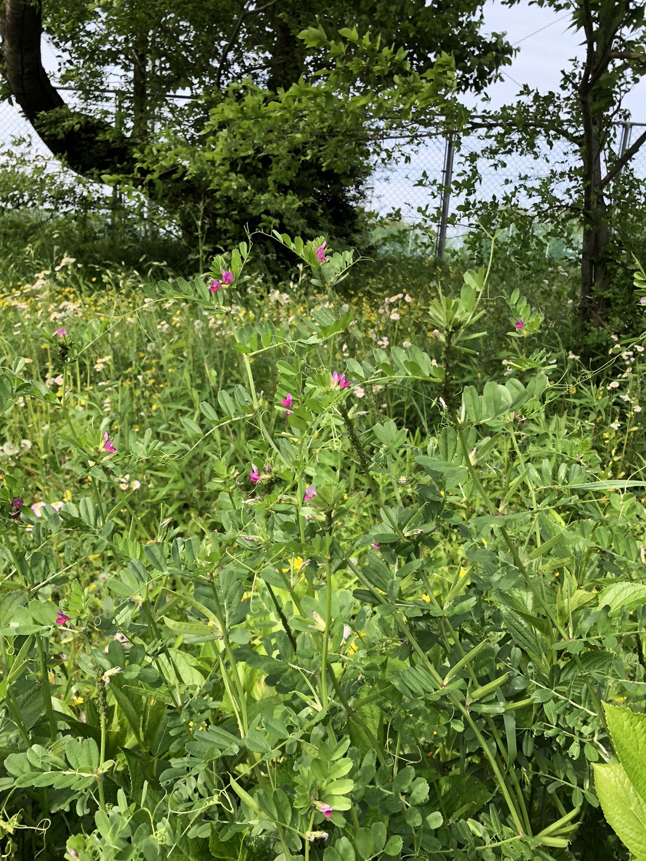 70以上 エンドウ 離弁花 エンドウ 離弁花