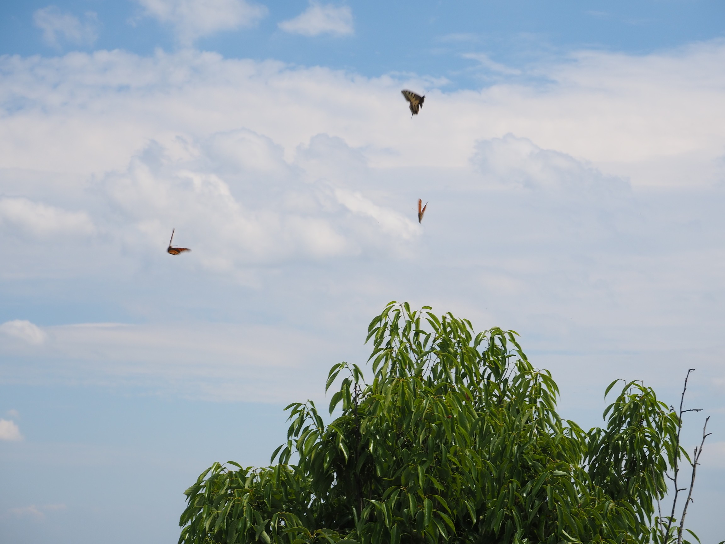 大小山でマックを食らう ﾟdﾟ ｳﾏｰそして 蝶を撮る ﾟdﾟ ｸﾜｯ オリトさんの大小山 妙義山 西場富士の活動日記 Yamap ヤマップ