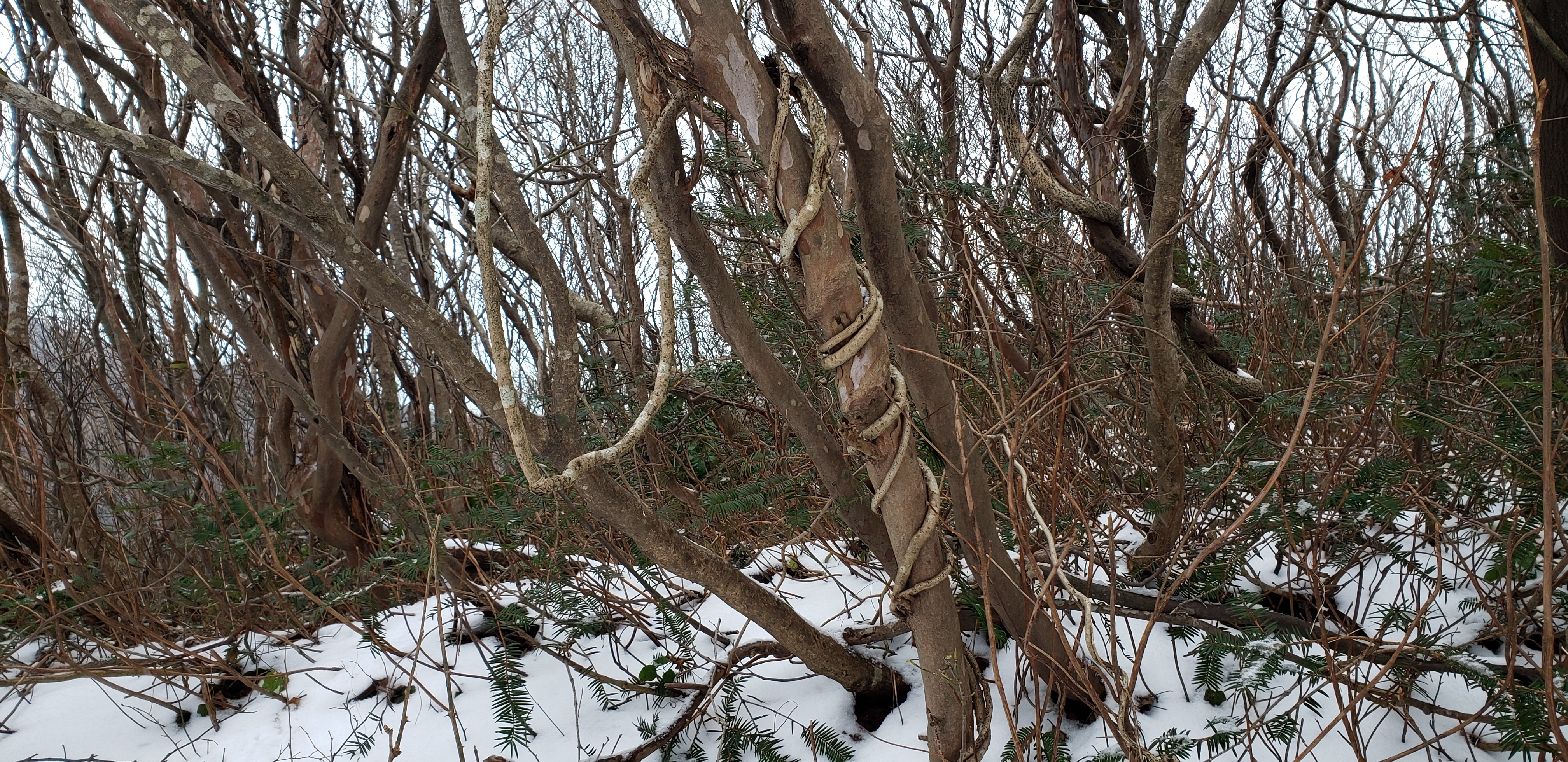 弥彦山 多宝山 初登りwith初詣 01 02 Kazumiさんの弥彦山 多宝山 雨乞山の活動日記 Yamap ヤマップ