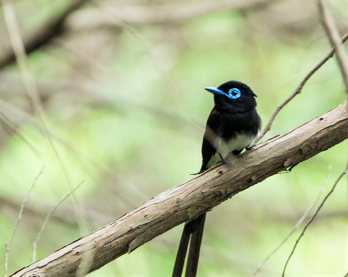 音羽のサンコウチョウの林 Gamaさんの観音山 豊川市 の活動日記 Yamap ヤマップ