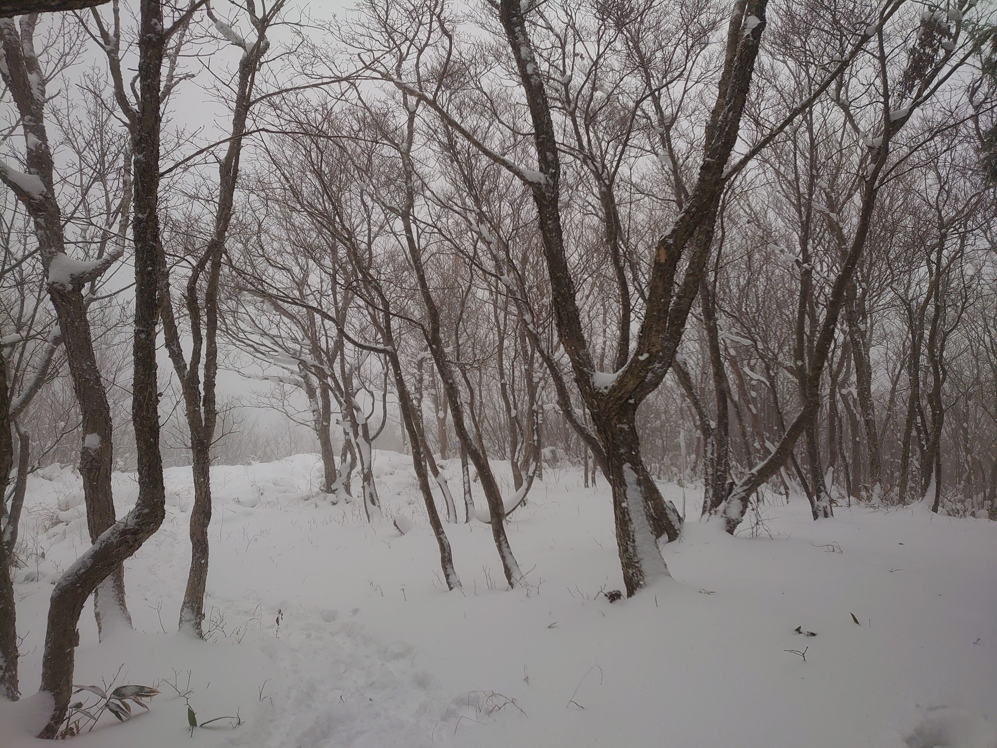 春日山 まさかの雪 寒いよ のむさんさんの春日山 島根県益田市 の活動データ Yamap ヤマップ