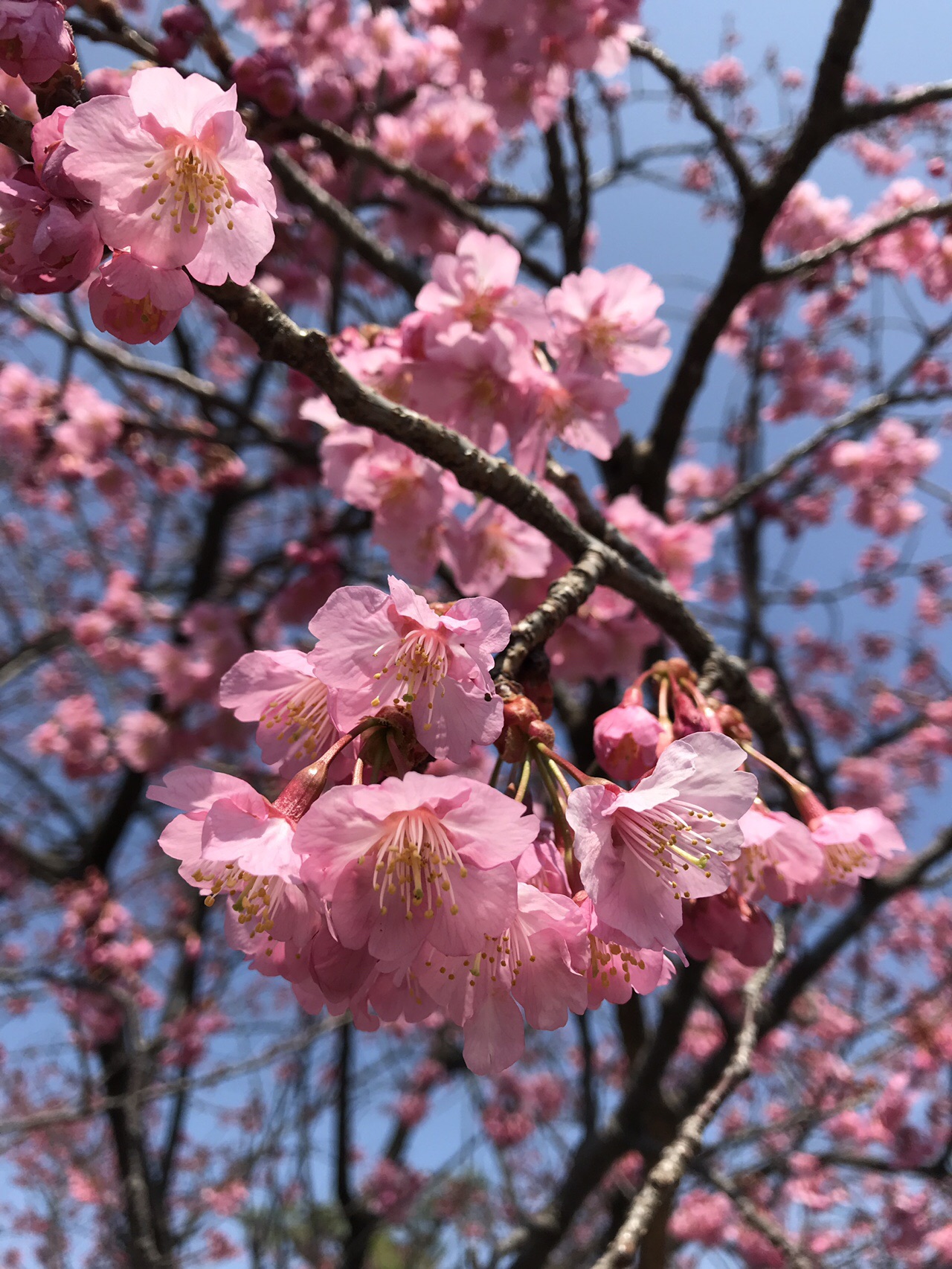 ぺんぺん草 の 桜の 花 が 咲き まし たよ