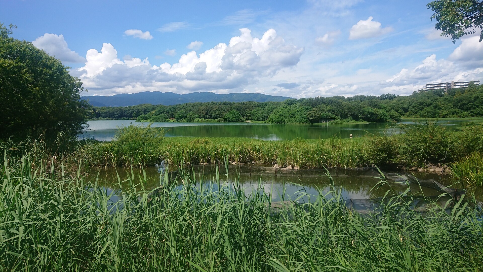 【ランニング】 伊丹・昆陽池公園 / たかちゃんさんの中山・大峰山の活動日記 YAMAP / ヤマップ