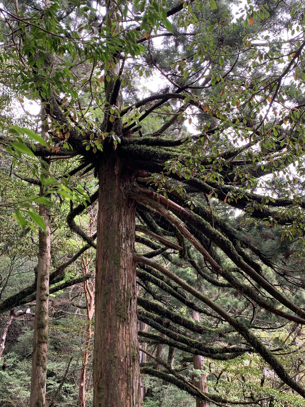 屋久島 19 05 08縄文杉にパワーをもらいに アップル さんの屋久島 宮之浦岳の活動データ Yamap ヤマップ
