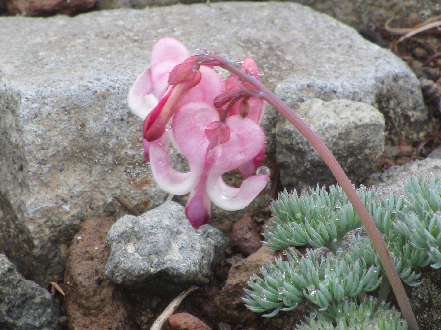 梅雨時期の 篭ノ登山 池の平湿原 カトちゃんさんの浅間山 黒斑山 篭ノ登山の活動日記 Yamap ヤマップ