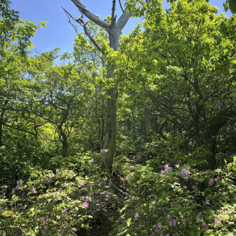 五井山・宮路山・御堂山 日差しは初夏だけど
海風が気持ちいい