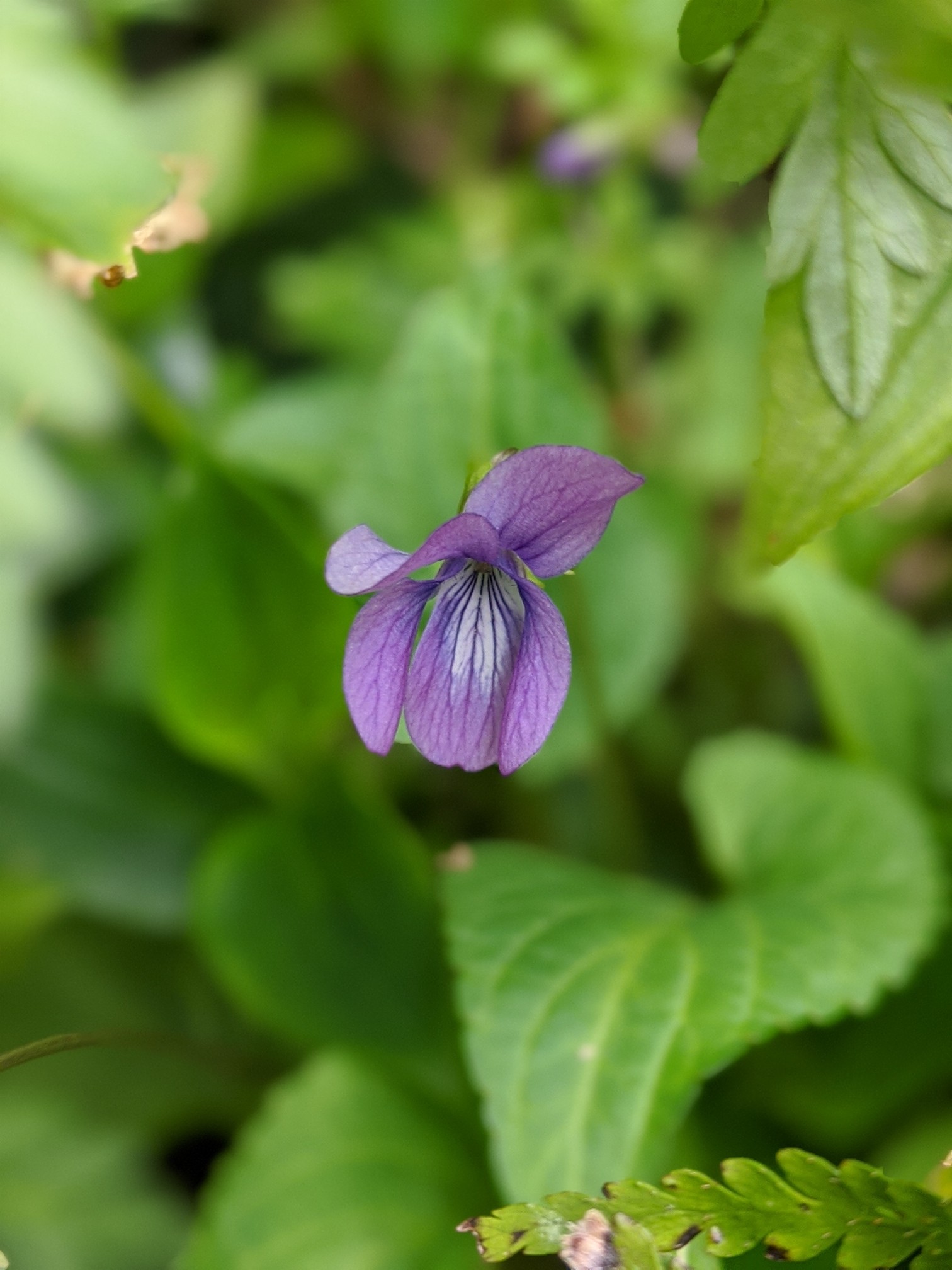 つばきロード 遠見山 地島 03 01 Gyuさんの湯川山 城山 孔大寺山の活動日記 Yamap ヤマップ