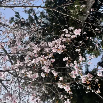 桜も綺麗😍