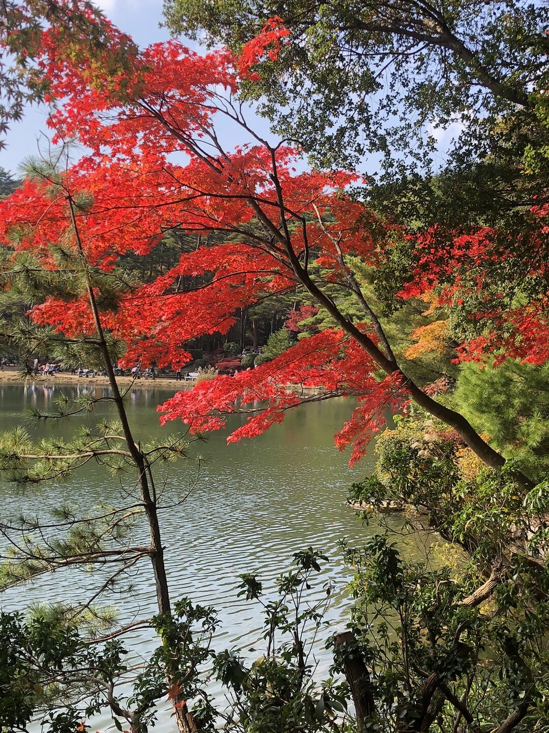 再度公園 修法ヶ原池 再度山 北野谷東尾根 Shirohさんの六甲山 長峰山 摩耶山の活動データ Yamap ヤマップ