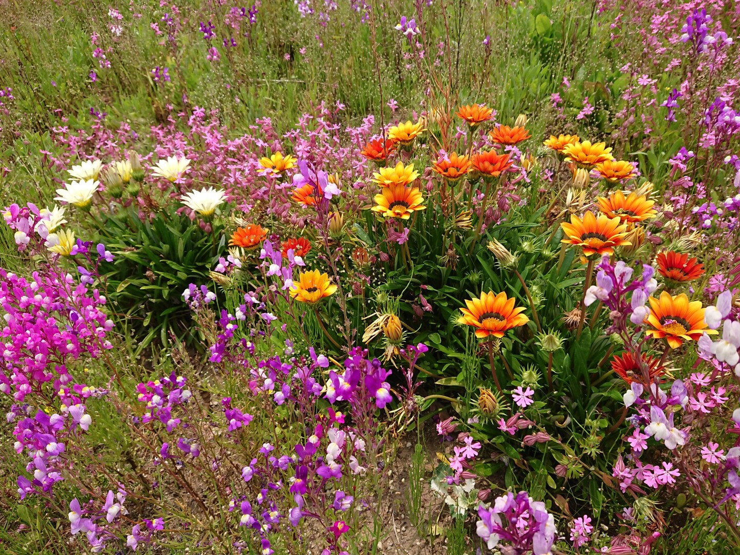 高尾野 平八重 平岩 丸塚 0506 Malzoさんの紫尾山の活動日記 Yamap ヤマップ