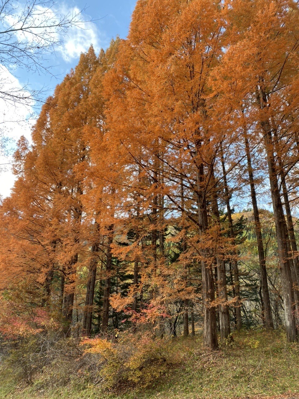 旭川ダム公園の紅葉 ヤマモミジはほぼ落葉 Yasuloさんのモーメント Yamap ヤマップ