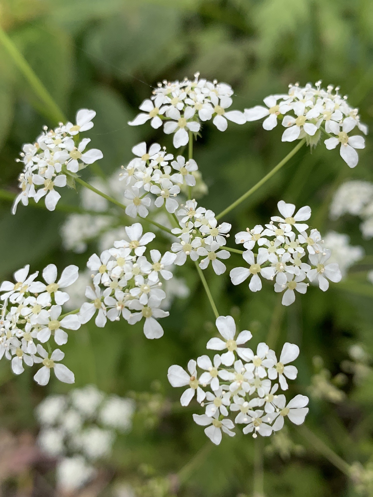 野辺に咲く花 とっこさんの太宰府市の活動日記 Yamap ヤマップ