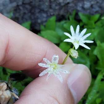 花びらが透明になる花の名前を教えて下さい Yamap の山コミュニティ Yamap ヤマップ