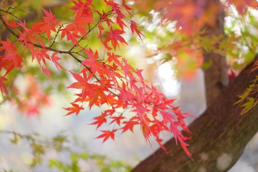 秋色付く『赤城自然園』 / yamanekoさんの赤城山・黒檜山・荒山の活動データ | YAMAP / ヤマップ