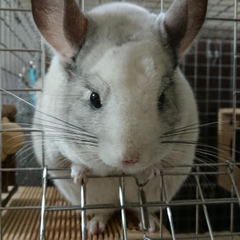 キヨ